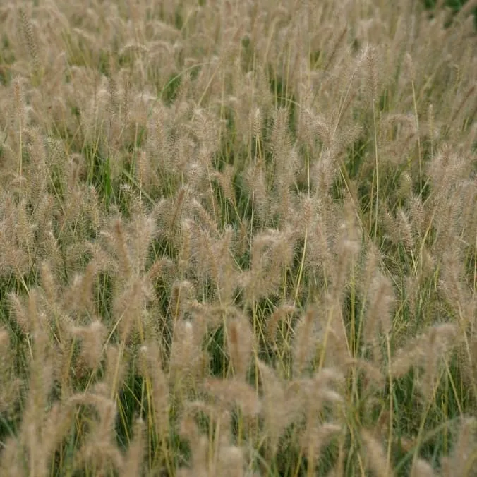Federborstengras 'Goldstrich'