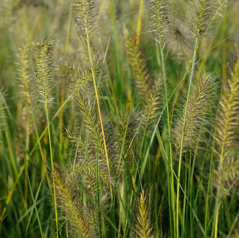Federborstengras 'Goldstrich'