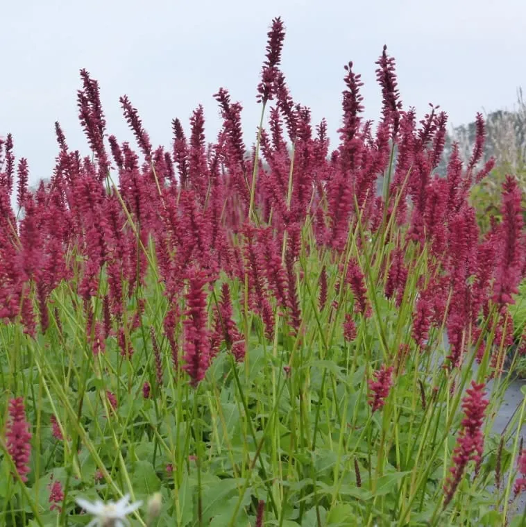 Kerzenknöterich 'Speciosa' Rot