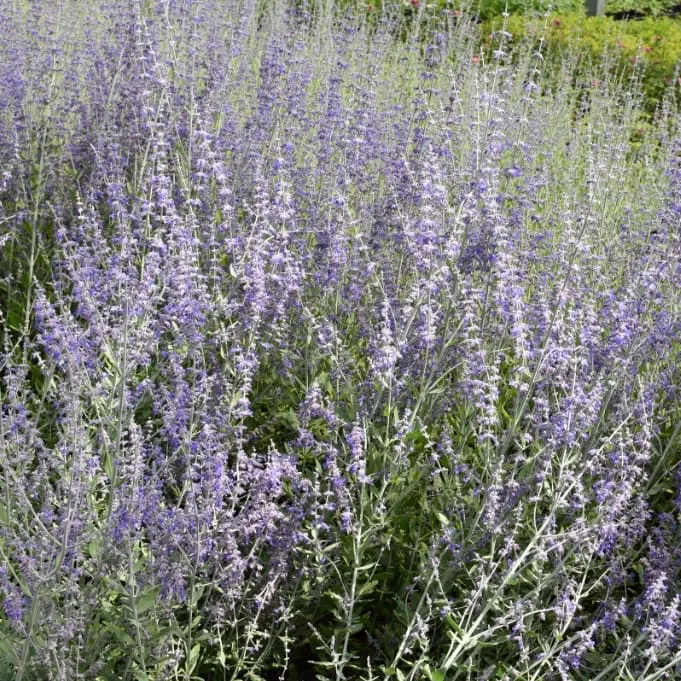 Blauraute 'Little Spire'® Blau