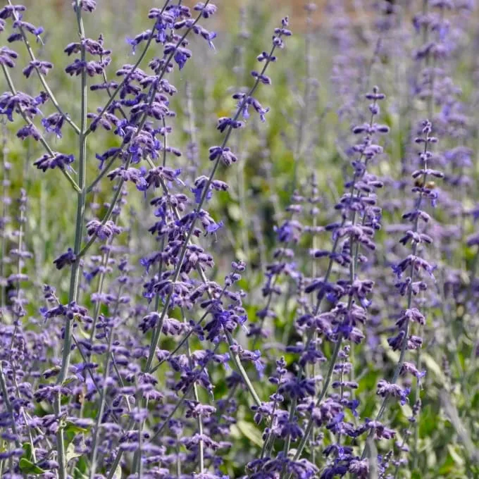 Blauraute 'Little Spire'® Blau