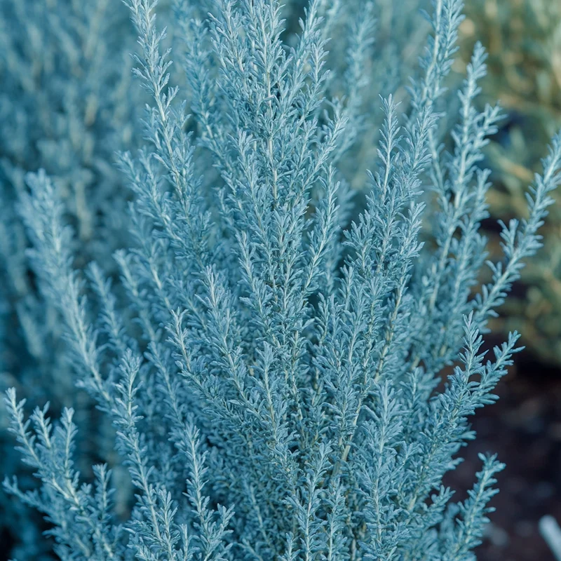 Silvery-Blue Foliage Seeds – Dense Upright Ornamental Plant for Modern Landscapes