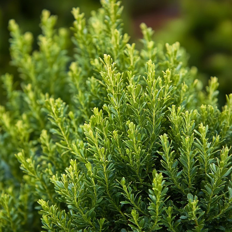 Spreading Evergreen Feathery Foliage Shrub Seeds – Soft, Feathery Evergreen Growth