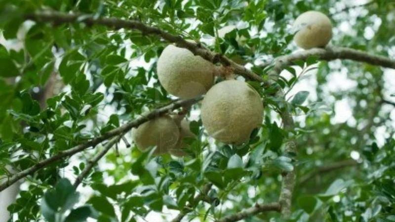Hardy Native Fragrant Tree Seeds – Aromatic Wood & Berry-Producing Tree