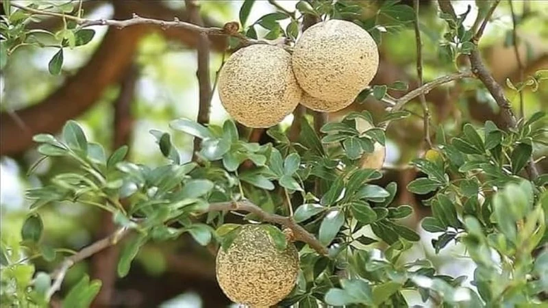 Hardy Native Fragrant Tree Seeds – Aromatic Wood & Berry-Producing Tree