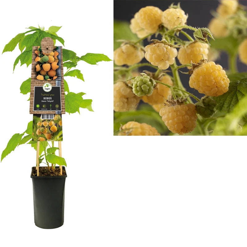 Kletterpflanze Rubus idaeus Fallgold (Himbeere)