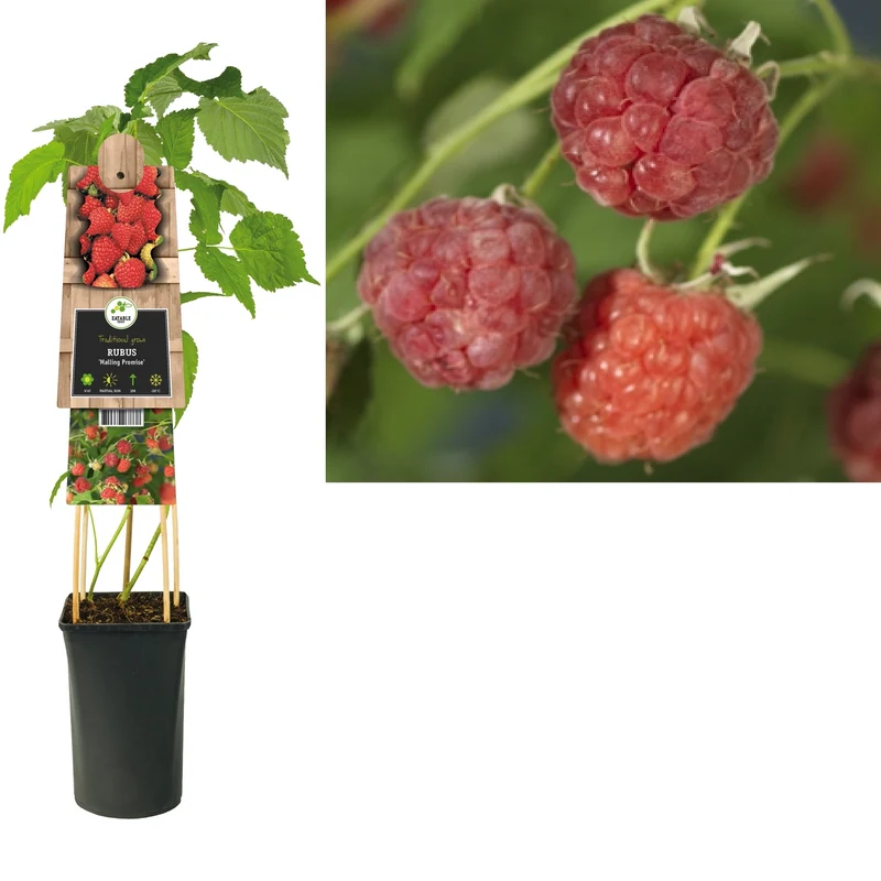 Kletterpflanze Rubus Malling Promise (Himbeere)