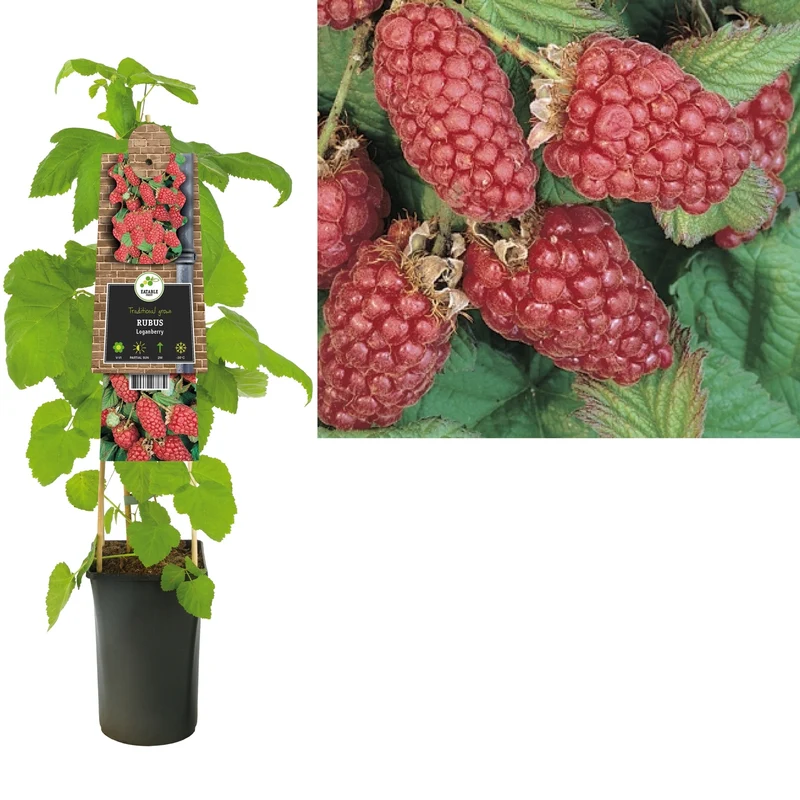 Kletterpflanze Rubus Loganberry (Himbeere)