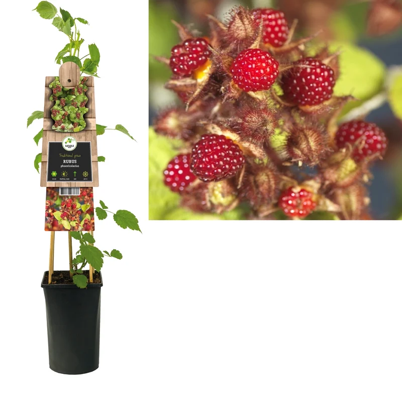 Kletterpflanze Rubus phoenicolasius (Japanische Weinbeere)