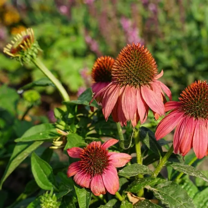 Sonnenhut 'Lakota Red' Rot