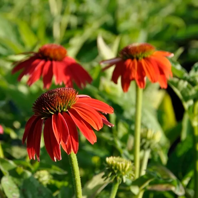 Sonnenhut 'Lakota Red' Rot