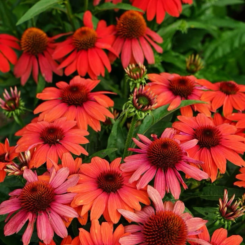 Sonnenhut 'Lakota Red' Rot