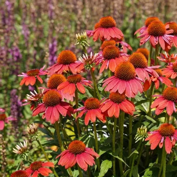 Sonnenhut 'Lakota Red' Rot