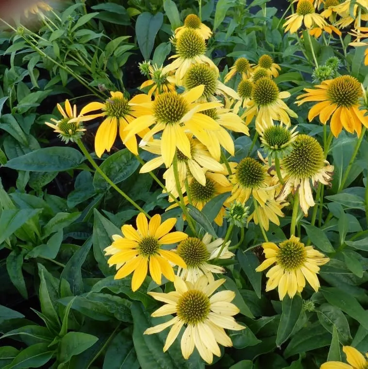 Sonnenhut 'Lakota Yellow' Gelb