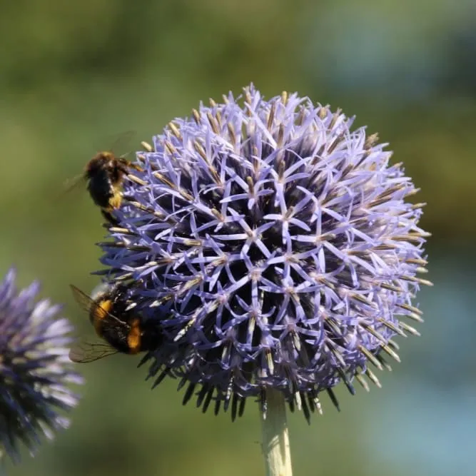 Kugeldistel Violett