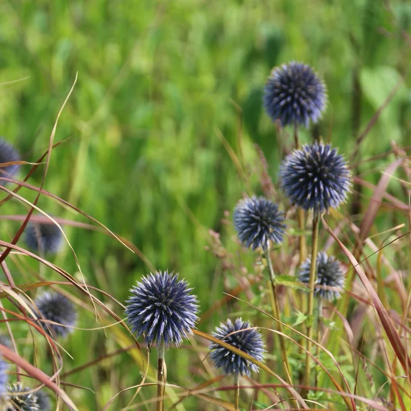 Kugeldistel Violett