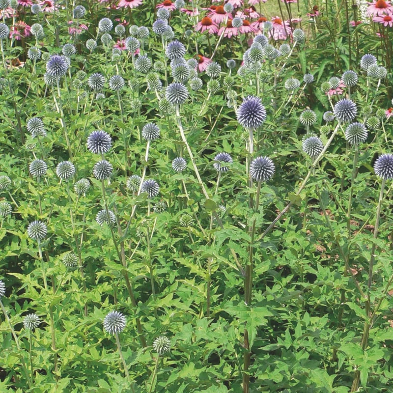 Kugeldistel 'Blue Globe' Violett