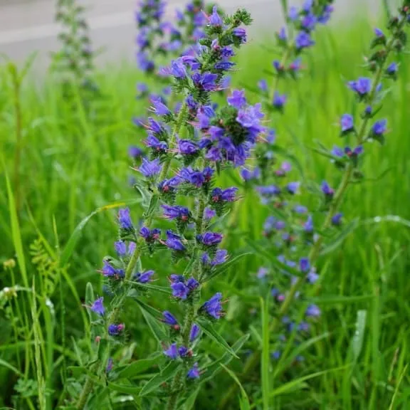 Natternkopf Violett