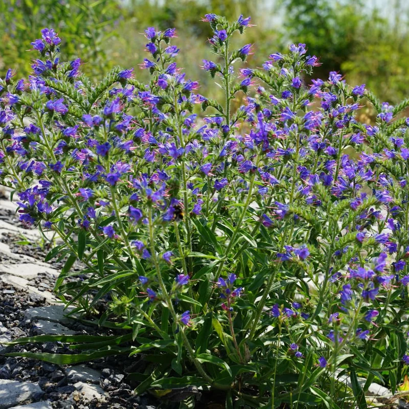 Natternkopf Violett