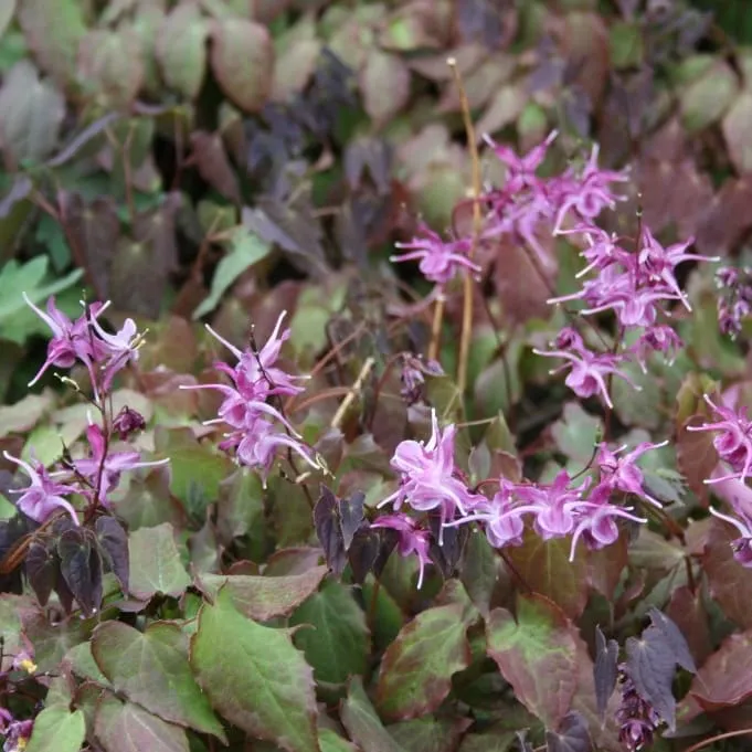 Elfenblume 'Lilafee' Lila
