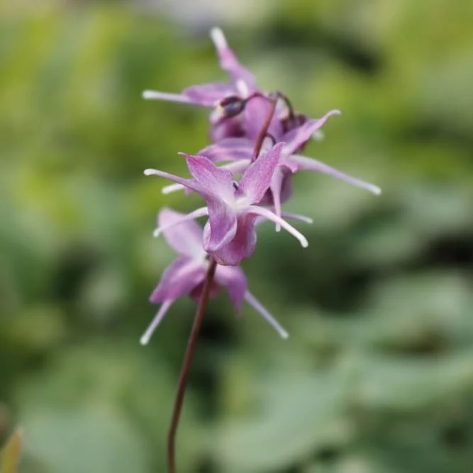Elfenblume 'Lilafee' Lila
