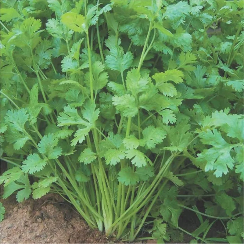 Slow Bolt Cilantro Seeds – Heirloom, Slow-to-Bolt, High-Yield Variety for Culinary Use