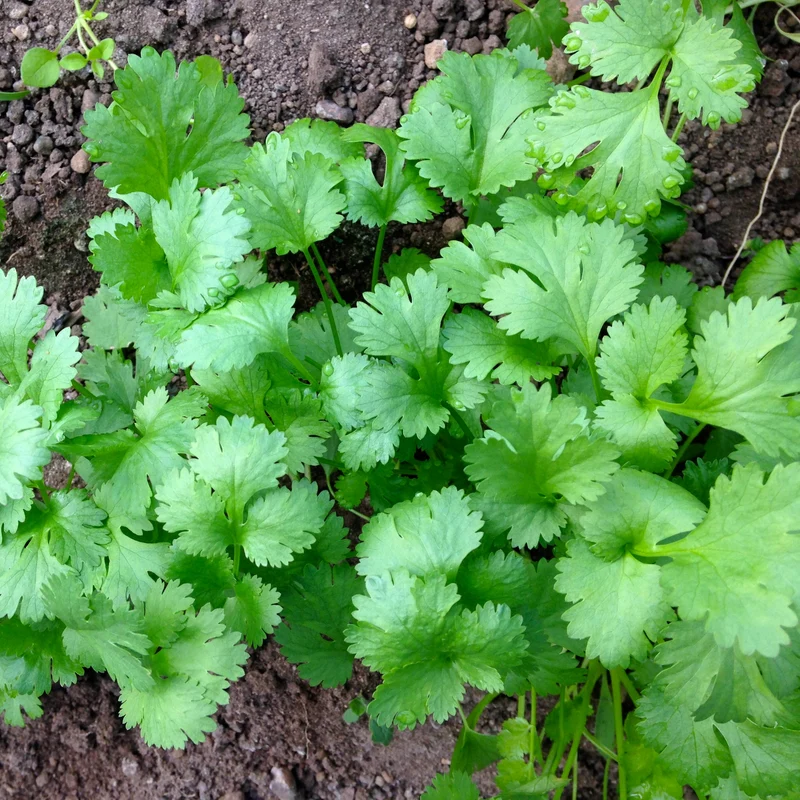 Pokey Joe Plant Seeds – Rare & Hardy Variety for Unique Garden Greens