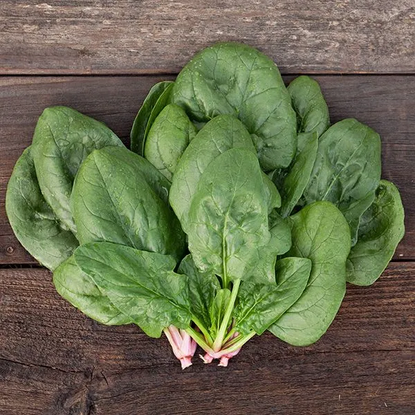 Corvair Spinach Seeds – High-Yield, Nutritious, and Fast-Growing Variety for Your Garden