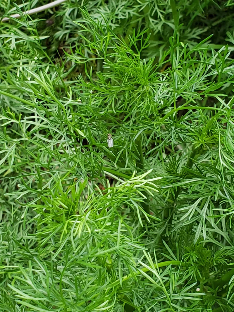 Delfino Seeds – Premium Non-GMO Cilantro Herb Seeds for Fresh, Aromatic Home Gardens