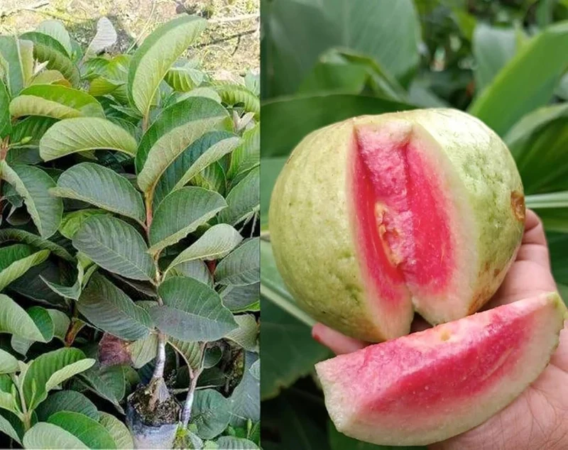 Pink Seedless Guava Seeds – Sweet & Juicy Tropical Fruit for Planting