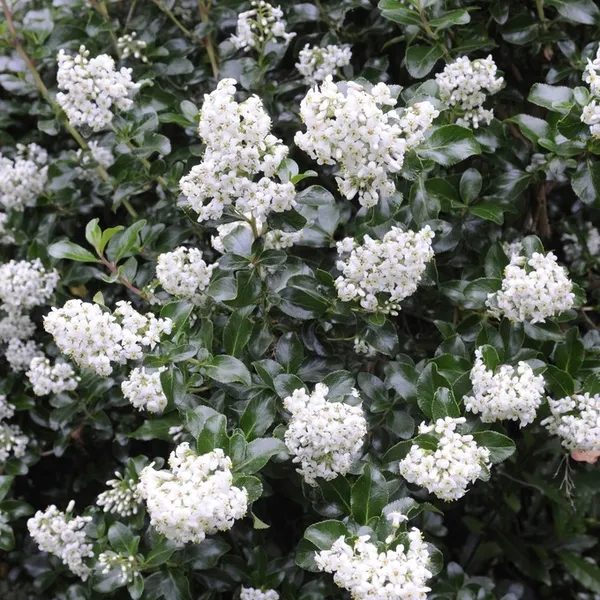 Escallania (Escallonia 'Iveyi')