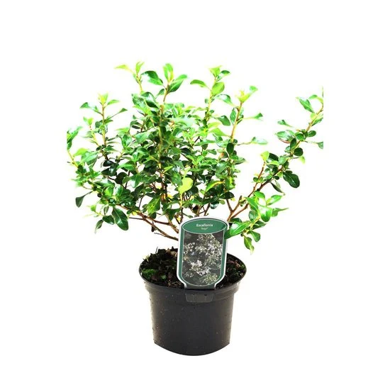 Escallania (Escallonia 'Iveyi')