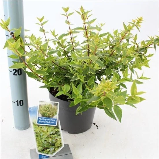 Abelia (Abelia grandiflora 'Happy Daydream'® PBR)