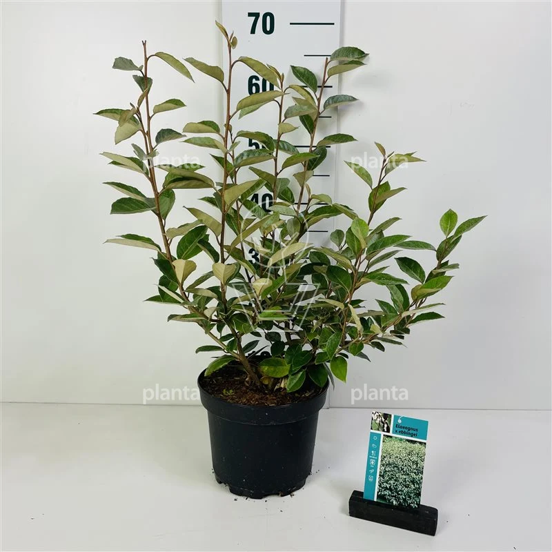 Olivenweide (Elaeagnus ebbingei)