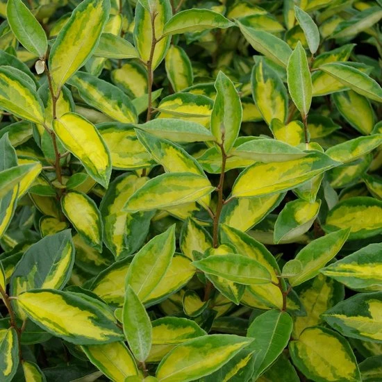 Olivenweide (Elaeagnus ebbingei)