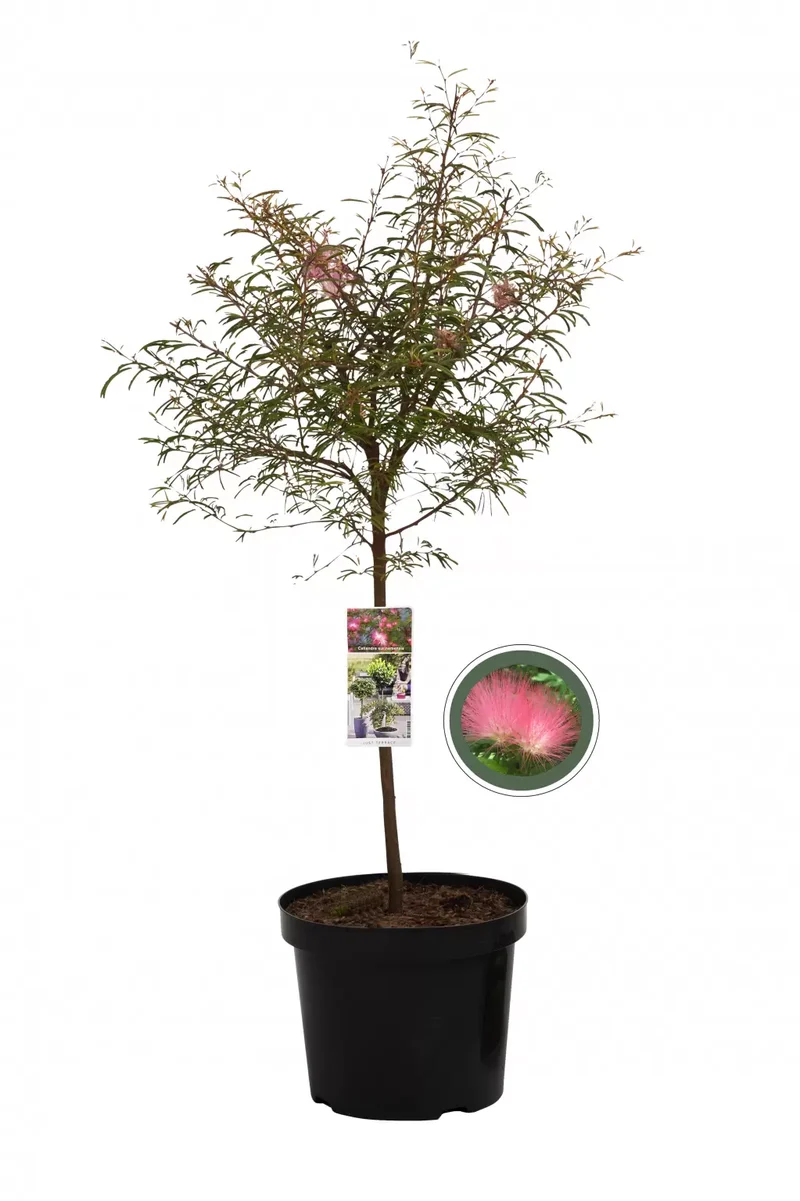 Surinamische Puderbürste (Calliandra surinamensis 'Dixie Pink')