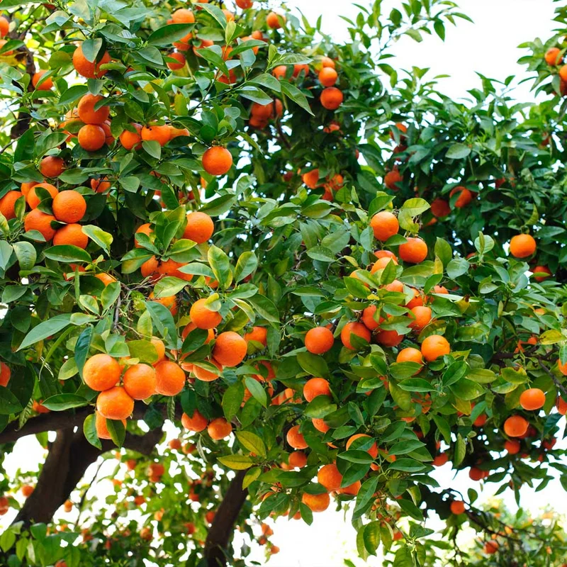 Hamlin Orange Seeds for Planting – Grow Sweet & Juicy Early