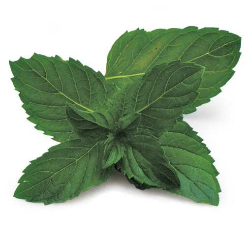 Premium Culinary & Beverage Mint Seeds – Fresh, Aromatic, Heirloom Herb for Gourmet Drinks & Dishes