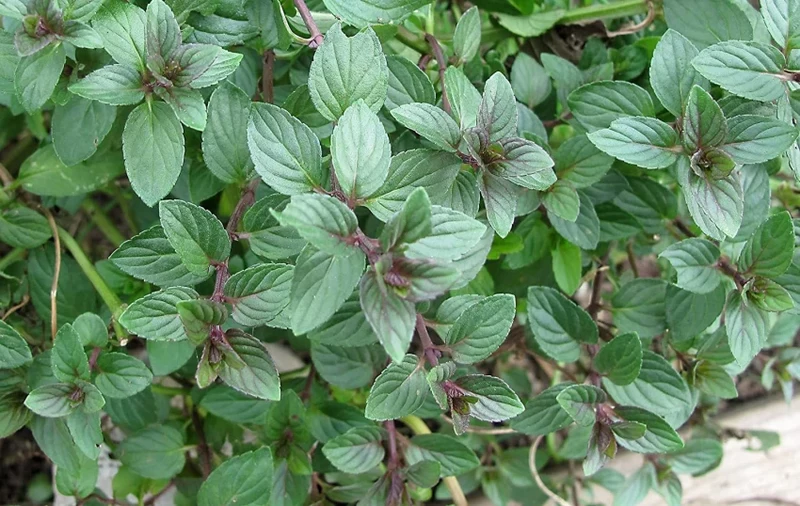 Premium Culinary & Beverage Mint Seeds – Fresh, Aromatic, Heirloom Herb for Gourmet Drinks & Dishes
