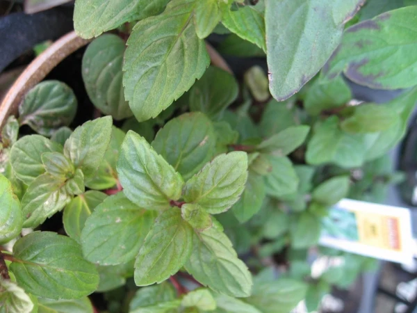 Premium Culinary & Beverage Mint Seeds – Fresh, Aromatic, Heirloom Herb for Gourmet Drinks & Dishes