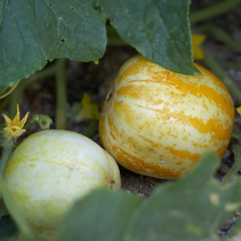 Lemon Cucumber Seeds – Heirloom, Sweet & Crisp Yellow Round Cucumbers