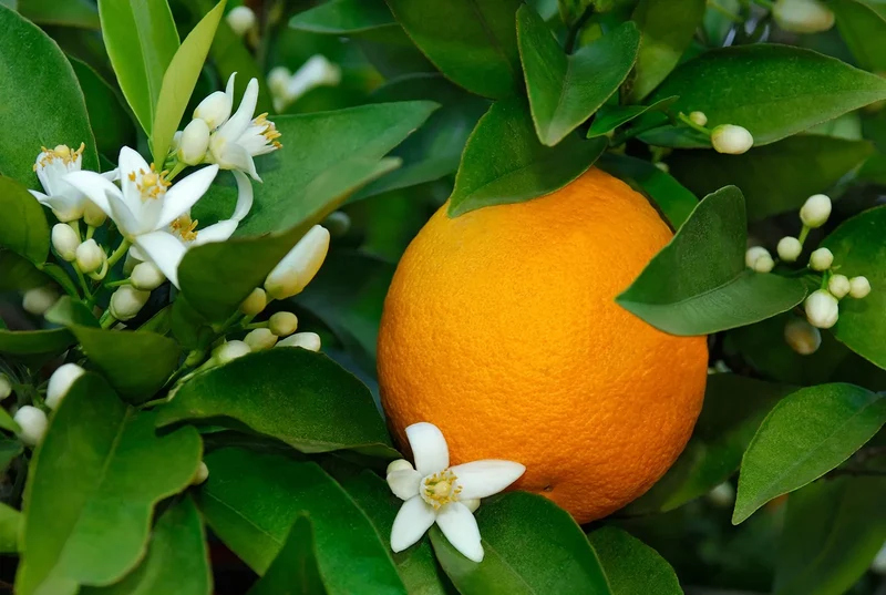Jaffa Orange Seeds for Planting – Grow Sweet & Juicy Oranges