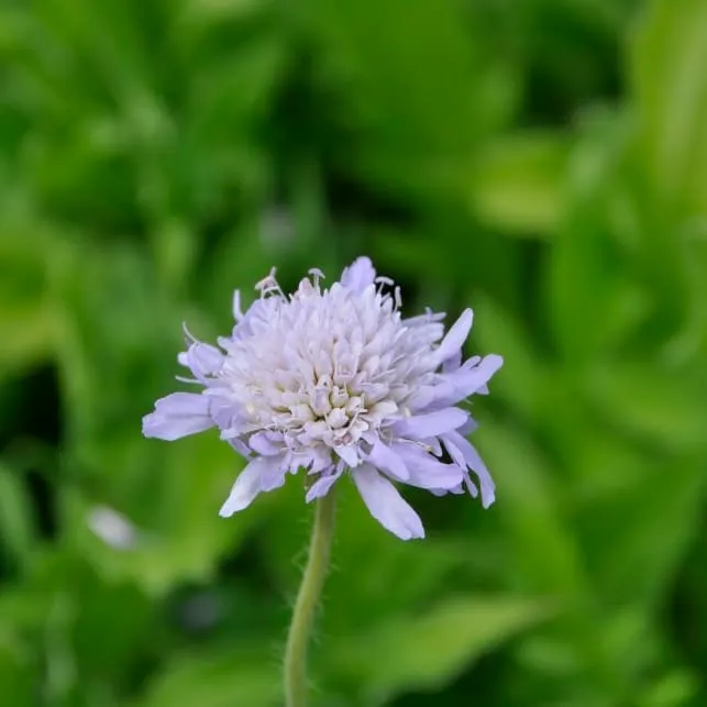Witwenblume Violett