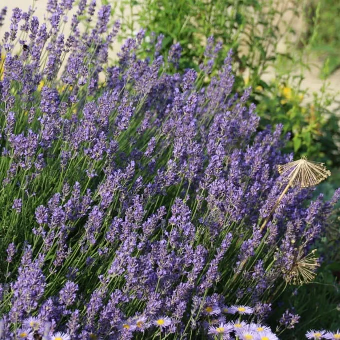 Lavendel 'Munstead' Violett