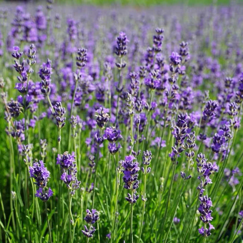 Lavendel 'Munstead' Violett