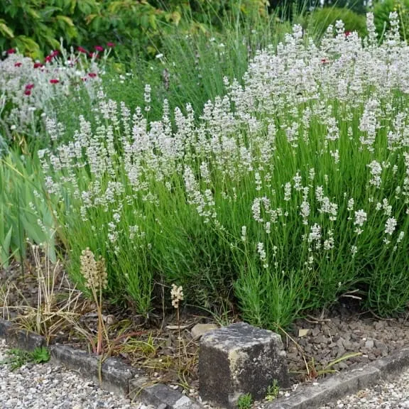 Lavendel Rosa