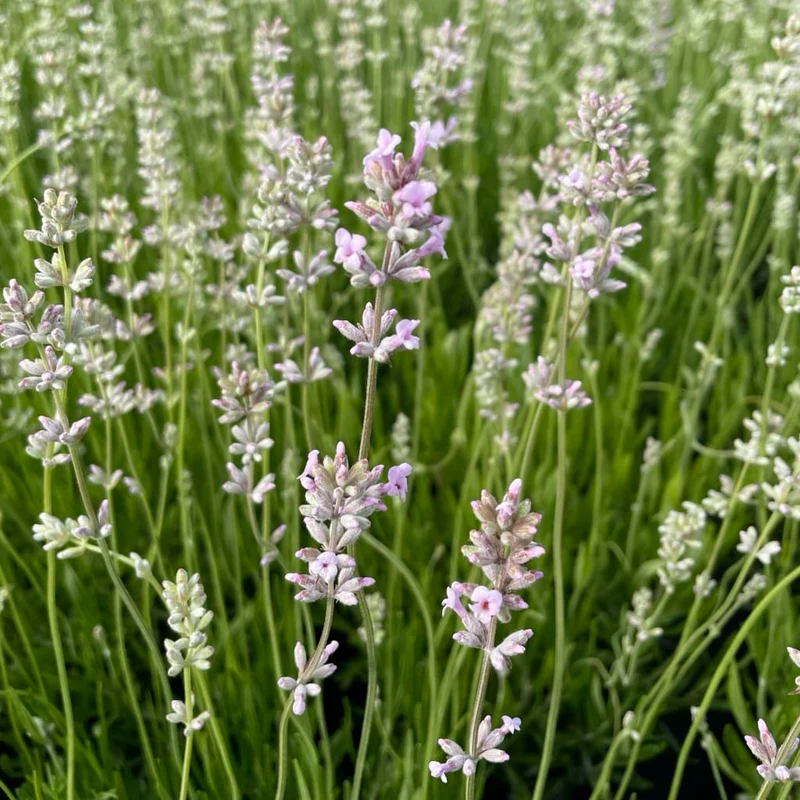 Lavendel Rosa