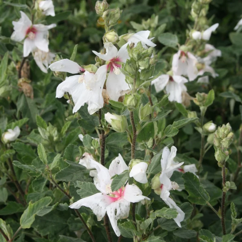 Buschmalve 'Baby Barnsley' Rosa