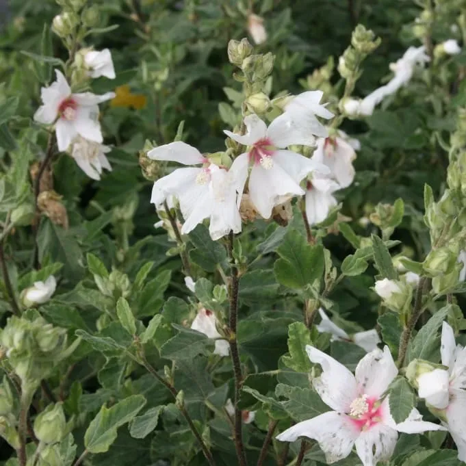 Buschmalve 'Baby Barnsley' Rosa