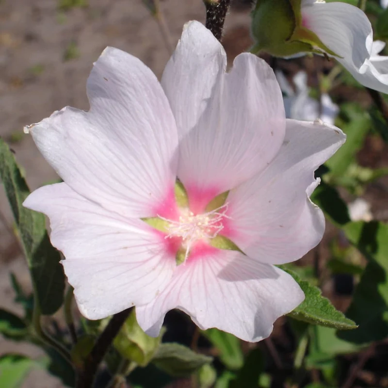 Buschmalve 'Baby Barnsley' Rosa